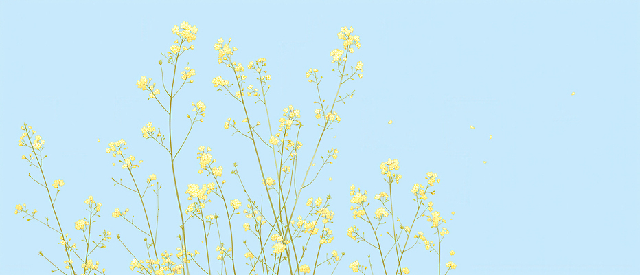 JPG 식물 계절 꽃잎 꽃 줄기 겨울 일러스트 자연 하늘 생명 바람 풍경 야외 파란색 농장 노란색 성장 생태계 산수유 국내일러스트 AI일러스트 AI콘텐츠 자연요소 컬러 농업 날씨 파일형식