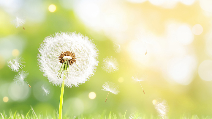 JPG 식물 편집이미지 계절 꽃 자연 생명 바람 풍경 잔디 초록색 햇빛 봄 민들레 보케 민들레홀씨 편집실사 AI컴퓨터그래픽 AI콘텐츠 자연요소 컬러 날씨 태양 CG 생태계 파일형식