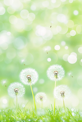 JPG 식물 편집이미지 꽃 백그라운드 자연 생명 바람 초원 초록색 여름 햇빛 봄 민들레 보케 꽃가루 민들레홀씨 소프트 편집실사 AI컴퓨터그래픽 AI콘텐츠 자연요소 계절 컬러 날씨 태양 가루 CG 생태계 파일형식