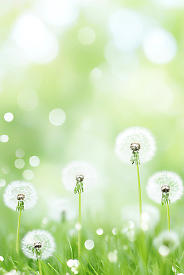 JPG 식물 편집이미지 계절 꽃 감정 자연 바람 씨앗 초원 초록색 햇빛 환경 봄 성장 민들레 보케 민들레홀씨 편집실사 AI컴퓨터그래픽 AI콘텐츠 자연요소 컬러 날씨 태양 CG 생태계 파일형식