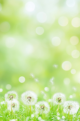 JPG 식물 편집이미지 자연 생명 바람 씨앗 초원 파란색 햇빛 환경 봄 성장 민들레 보케 민들레홀씨 편집실사 AI컴퓨터그래픽 AI콘텐츠 자연요소 계절 꽃 컬러 날씨 태양 CG 생태계 파일형식