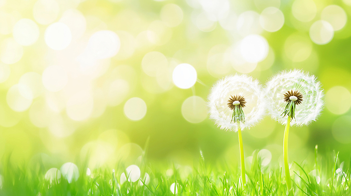 JPG 식물 편집이미지 꽃 컬러 자연 생명 바람 풍경 잔디 초원 여름 햇빛 환경 봄 대기 민들레 보케 민들레홀씨 편집실사 AI컴퓨터그래픽 AI콘텐츠 자연요소 계절 날씨 태양 CG 생태계 파일형식