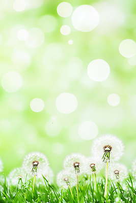 JPG 식물 편집이미지 꽃 자연 생명 바람 풍경 잔디 초원 초록색 햇빛 봄 성장 흰색 민들레 보케 민들레홀씨 뷰티풀 편집실사 AI컴퓨터그래픽 AI콘텐츠 자연요소 계절 컬러 날씨 태양 CG 생태계 파일형식