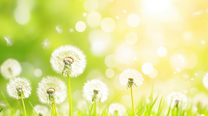 JPG 나무 식물 편집이미지 꽃 자연 생명 바람 잔디 초원 여름 햇빛 봄 성장 원형 민들레 보케 민들레홀씨 편집실사 AI컴퓨터그래픽 AI콘텐츠 자연요소 도형 계절 날씨 태양 CG 생태계 파일형식