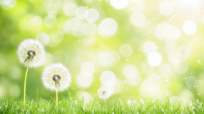 JPG 식물 편집이미지 꽃 자연 생명 바람 씨앗 잔디 여름 파란색 햇빛 봄 성장 민들레 보케 민들레홀씨 뷰티풀 편집실사 자연요소 계절 컬러 날씨 태양 CG 생태계 파일형식