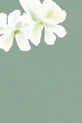 JPG 식물 디자인 꽃 화초 예술 백그라운드 잎 패턴 일러스트 자연 생명 미술 장식 연두색 구출 이미지 조화 뷰티풀 국내일러스트 무늬 문화예술 초록색 도움 생태계 파일형식