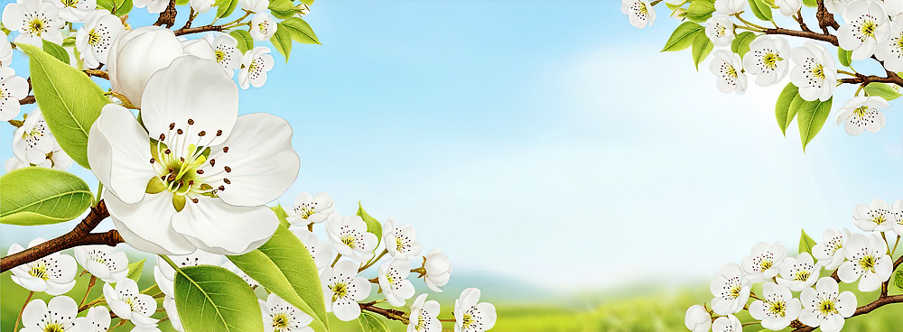 JPG 나무 식물 꽃잎 꽃 컬러 백그라운드 잎 일러스트 자연 하늘 생명 풍경 태양 봄 신선 변화 뷰티풀 국내일러스트 자연요소 계절 컨셉 생태계 파일형식