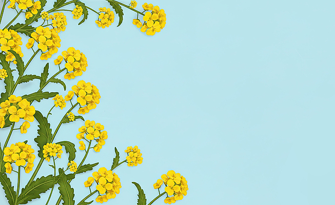 JPG 식물 디자인 꽃 예술 컬러 백그라운드 일러스트 자연 생명 나뭇잎 장식 여름 파란색 노란색 봄 생태계 원예 조화 뷰티풀 싱그러움 특징 국내일러스트 AI일러스트 AI콘텐츠 계절 잎 취미 파일형식