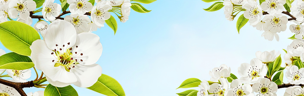 식물 계절 꽃 생태계 파일형식 나무 봄 하늘 꽃잎 잎 자연 풍경 초원 뷰티풀 환경 생명 컬러 만개 국내일러스트 일러스트 JPG 백그라운드