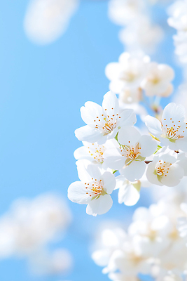 JPG 나무 식물 편집이미지 계절 꽃 자연 하늘 생명 햇빛 환경 봄 벚꽃 만개 뷰티풀 이미지편집 AI컴퓨터그래픽 AI콘텐츠 태양 생태계 파일형식