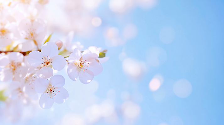 JPG 나무 식물 편집이미지 계절 꽃잎 꽃 자연 하늘 생명 파란색 햇빛 봄 촉촉함 벚꽃 만개 뷰티풀 이미지편집 AI컴퓨터그래픽 AI콘텐츠 컬러 태양 젖음 생태계 파일형식