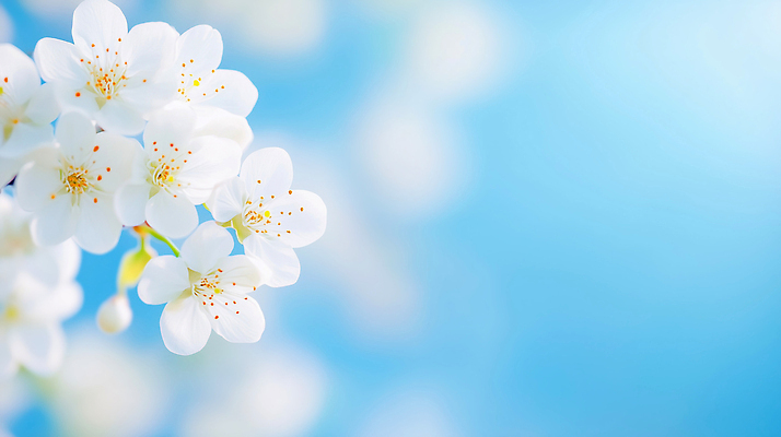 JPG 식물 편집이미지 꽃잎 꽃 백그라운드 자연 하늘 생명 아이디어 봄 벚꽃 흰색 화사함 만개 뷰티풀 이미지편집 AI컴퓨터그래픽 AI콘텐츠 계절 컬러 컨셉 생태계 파일형식