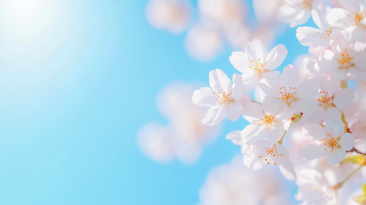 JPG 나무 편집이미지 계절 꽃잎 꽃 자연 하늘 생명 풍경 햇빛 새싹 봄 벚꽃 흰색 만개 이미지편집 AI컴퓨터그래픽 AI콘텐츠 식물 컬러 태양 생태계 파일형식