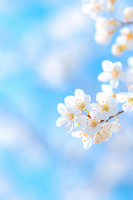 JPG 나무 식물 편집이미지 계절 꽃잎 꽃 컬러 자연 하늘 생명 풍경 봄 벚꽃 흰색 뷰티풀 이미지편집 AI컴퓨터그래픽 AI콘텐츠 생태계 파일형식