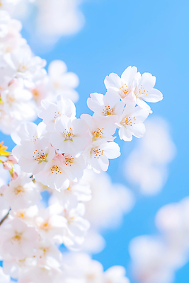 JPG 나무 편집이미지 계절 꽃 컬러 자연 하늘 풍경 봄 벚꽃 흰색 나뭇가지 수술 이미지편집 AI컴퓨터그래픽 AI콘텐츠 식물 생태계 파일형식