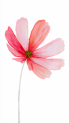 JPG 식물 디자인 꽃잎 꽃 줄기 분홍색 컬러 백그라운드 일러스트 자연 생명 수채화 미술 여름 갈색 봄 그림 화사함 대칭 국내일러스트 AI일러스트 AI콘텐츠 계절 컨셉 문화예술 생태계 파일형식