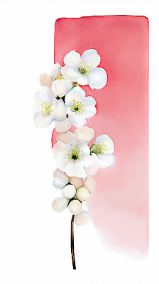 JPG 모양 식물 디자인 계절 꽃 예술 분홍색 컬러 백그라운드 일러스트 자연 생명 수채화 빨간색 흰색 표현 그림 소재 조화 대칭 뷰티풀 국내일러스트 AI일러스트 AI콘텐츠 생태계 파일형식