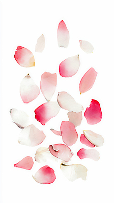 JPG 모양 식물 디자인 꽃잎 예술 분홍색 컬러 백그라운드 일러스트 자연 생명 수채화 장식 봄 흰색 질감 장면 화사함 뷰티풀 흩어짐 국내일러스트 AI일러스트 AI콘텐츠 계절 꽃 컨셉 생태계 파일형식