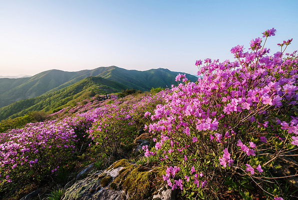 JPG 식물 편집이미지 꽃 백그라운드 자연 하늘 아침 산 풍경 초록색 봄 진달래 언덕 경관 편집실사 AI포토 AI콘텐츠 주간 계절 컬러 CG 생태계 파일형식