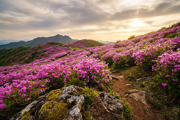 JPG 편집이미지 여행 꽃밭 자연 하늘 산 건강 풍경 야외 일몰 산책 트래킹 진달래 철쭉 편집실사 AI포토 AI콘텐츠 꽃 레저 휴식 노을 CG 생태계 파일형식