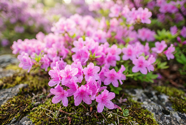 JPG 식물 편집이미지 꽃 화초 분홍색 컬러 자연 산 풍경 햇빛 환경 정원 봄 돌_바위 진달래 뷰티풀 편집실사 AI포토 AI콘텐츠 계절 태양 CG 생태계 파일형식