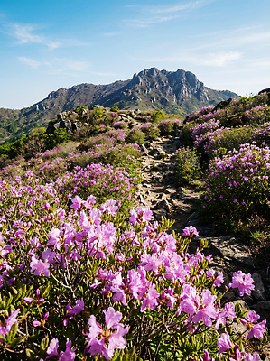 JPG 편집이미지 공원 꽃 길 여행 이동 자연 하늘 산 풍경 보라색 봄 등산 진달래 철쭉 편집실사 AI포토 AI콘텐츠 식물 계절 공공시설 컬러 컨셉 트래킹 CG 생태계 파일형식