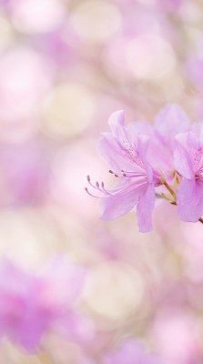 JPG 식물 편집이미지 꽃잎 꽃 분홍색 백그라운드 자연 아침 촬영 봄 수술 진달래 꽃봉오리 뷰티풀 편집실사 AI포토 AI콘텐츠 주간 계절 컬러 CG 생태계 파일형식