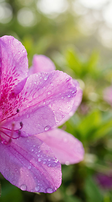 JPG 식물 편집이미지 꽃잎 꽃 분홍색 컬러 잎 자연 아침 햇빛 정원 물방울 진달래 뷰티풀 수분_꽃가루 편집실사 AI포토 AI콘텐츠 주간 태양 CG 생태계 파일형식