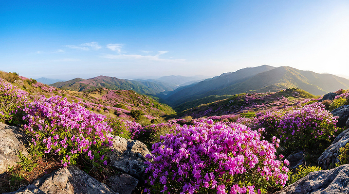 JPG 편집이미지 꽃 자연 하늘 산 풍경 잔디 햇빛 계곡 봄 정상 진달래 만개 편집실사 AI포토 AI콘텐츠 식물 계절 태양 CG 생태계 파일형식