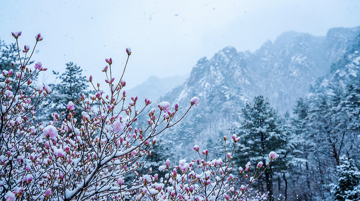 JPG 나무 편집이미지 꽃잎 꽃 화초 겨울 자연 생명 산 풍경 숲 진달래 편집실사 AI포토 AI콘텐츠 식물 계절 CG 생태계 파일형식