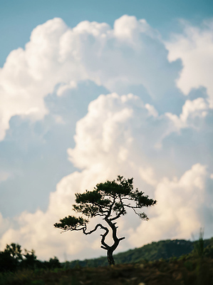 JPG 나무 식물 편집이미지 줄기 자연 하늘 날씨 산 풍경 파란색 환경 대기 고립 편집실사 AI포토 AI콘텐츠 컬러 CG 생태계 파일형식