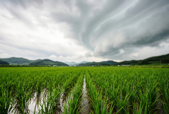 JPG 편집이미지 농업 자연 하늘 산 한국 논 풍경 농작물 농장 촉촉함 수확 쌀 편집실사 AI포토 AI콘텐츠 산업 아시아 곡류 젖음 CG 생태계 파일형식