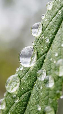 JPG 식물 편집이미지 백그라운드 잎 자연 생명 초록색 물 반사 촬영 방울 물방울 구출 흐림 수분_꽃가루 편집실사 AI포토 AI콘텐츠 자연요소 컬러 날씨 장식 도움 CG 생태계 파일형식