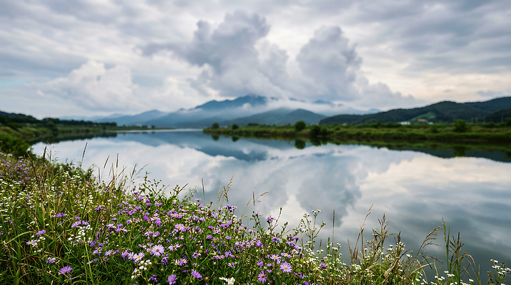 JPG 식물 편집이미지 꽃 자연 하늘 풍경 물 여름 강 반사 평화 환경 보라색 강가 편집실사 AI포토 AI콘텐츠 자연요소 계절 컬러 컨셉 CG 생태계 파일형식