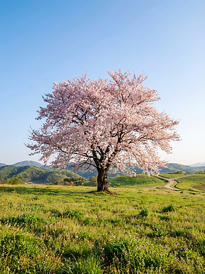 JPG 나무 식물 편집이미지 계절 꽃 길 자연 바람 산 풍경 잔디 초원 봄 벚꽃 편집실사 AI포토 AI콘텐츠 자연요소 날씨 CG 생태계 파일형식