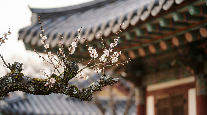 JPG 나무 편집이미지 전통 건축 꽃 문화 자연 한국 풍경 건물 봄 나뭇가지 개화 뷰티풀 편집실사 AI포토 AI콘텐츠 식물 건축물 계절 아시아 CG 생태계 파일형식