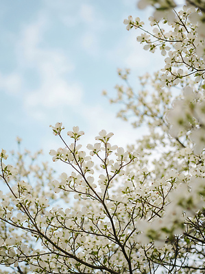 JPG 모양 나무 식물 편집이미지 꽃 자연 하늘 풍경 일상 파란색 햇빛 봄 개나리 꽃봉오리 편집실사 AI포토 AI콘텐츠 계절 컬러 라이프 태양 CG 생태계 파일형식