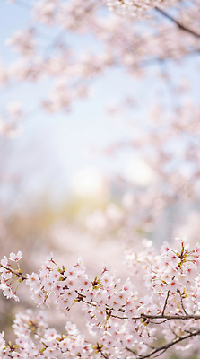 JPG 나무 편집이미지 계절 꽃잎 꽃 자연 하늘 풍경 일상 햇빛 봄 성장 벚꽃 관찰 만개 뷰티풀 편집실사 AI포토 AI콘텐츠 식물 모션 라이프 태양 CG 생태계 파일형식