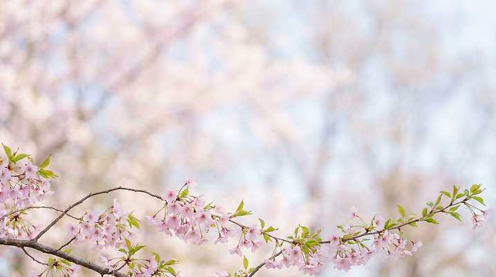 JPG 나무 편집이미지 꽃잎 꽃 컬러 잎 자연 따뜻함 풍경 햇빛 봄 벚꽃 나뭇가지 흐림 만개 편집실사 AI포토 AI콘텐츠 식물 계절 날씨 태양 CG 생태계 파일형식
