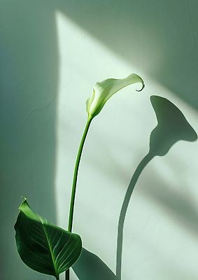 JPG 식물 편집이미지 벽 줄기 자연 실내 그림자 초록색 여름 햇빛 환경 광선 장면 편집실사 AI포토 AI콘텐츠 계절 컬러 내부 태양 CG 생태계 파일형식