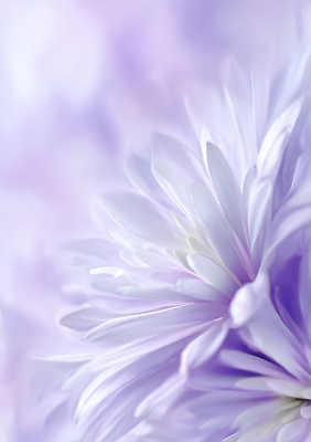 JPG 식물 편집이미지 꽃잎 꽃 컬러 꽃다발 백그라운드 자연 여름 정원 보라색 관찰 부드러움 뷰티풀 편집실사 AI포토 AI콘텐츠 계절 모션 감각 CG 생태계 파일형식