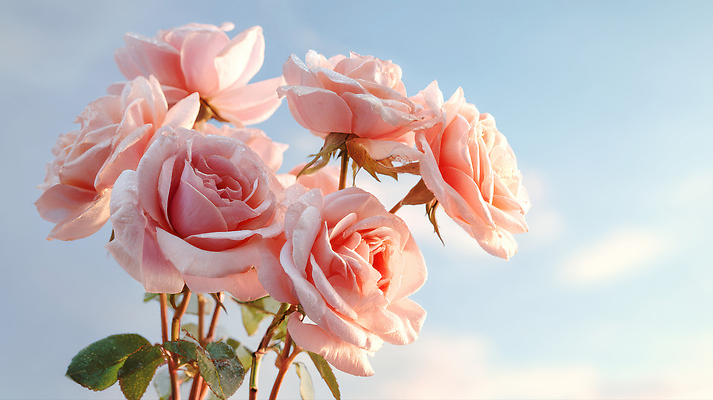 JPG 식물 편집이미지 꽃잎 꽃 줄기 분홍색 자연 하늘 생명 햇빛 장미 정원 봄 원예 뷰티풀 편집실사 AI포토 AI콘텐츠 계절 컬러 취미 태양 CG 생태계 파일형식