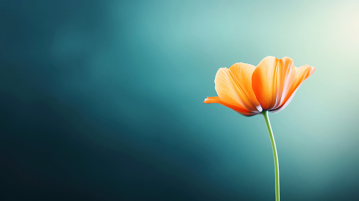 JPG 식물 편집이미지 꽃잎 꽃 줄기 자연 생명 정원 주황색 성장 원예 파란배경 조화 뷰티풀 편집실사 AI포토 AI콘텐츠 컬러 백그라운드 취미 파란색 CG 생태계 파일형식