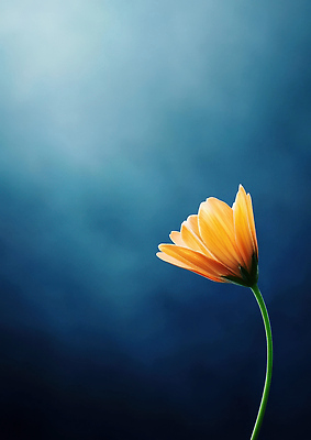 JPG 모양 식물 편집이미지 꽃잎 꽃 컬러 백그라운드 자연 생명 조명 노란색 단순화된 뷰티풀 편집실사 AI포토 AI콘텐츠 CG 생태계 파일형식