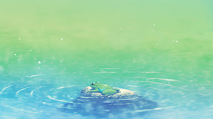 JPG 식물 동물 일러스트 자연 생명 개구리 초록색 물 여름 평화 환경 수중 소리 습기 돌_바위 물방울 연못 수면 생태계 경칩 국내일러스트 자연요소 계절 컬러 컨셉 양서류 절기 파일형식