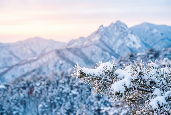 JPG 나무 편집이미지 겨울 자연 하늘 산 풍경 태양 얼음 소나무 편집포토 산맥 자연요소 식물 계절 생태계 파일형식
