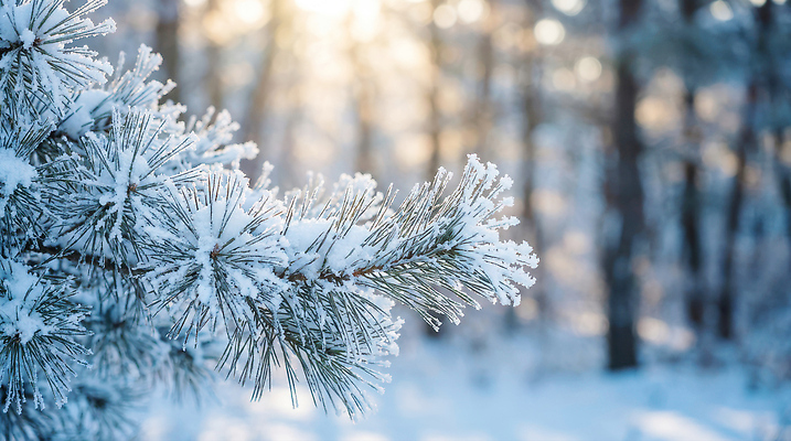 JPG 나무 식물 편집이미지 겨울 자연 바람 산 풍경 빛 흰색 차가움 숲 편집포토 자연요소 계절 컬러 날씨 생태계 파일형식