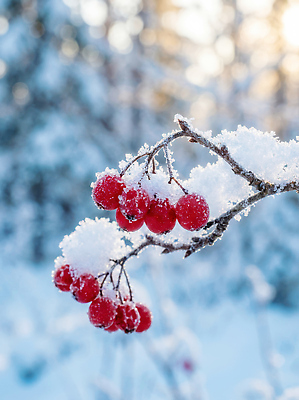 JPG 나무 식물 편집이미지 열매 백그라운드 겨울 자연 풍경 야외 햇빛 차가움 편집포토 눈덮임 계절 컨셉 태양 생태계 파일형식