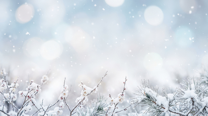 JPG 식물 편집이미지 계절 꽃 백그라운드 겨울 자연 환경 흰색 나뭇가지 차가움 숲 흐림 뷰티풀 편집포토 나무 컬러 날씨 생태계 파일형식