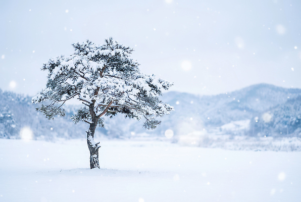 JPG 나무 편집이미지 겨울 자연 하늘 날씨 불가사리 풍경 파란색 나뭇가지 고독 차가움 달빛 언덕 눈보라 편집포토 식물 계절 감정 컬러 극피동물 눈_날씨 달 생태계 파일형식